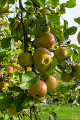 Branch of apple trees bending under the weight of fruit. Autumn orchard.