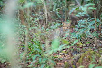 Little wild cat in the forest