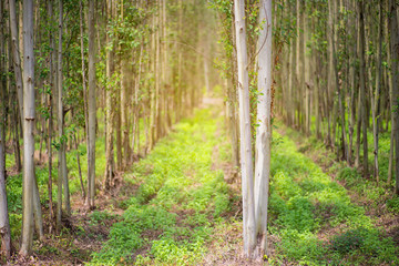 Eucalyptus trees field for paper industry