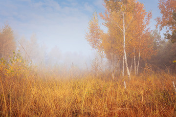 Beautiful foggy morning in autumn forest meadow among high grass and yellow birch trees.