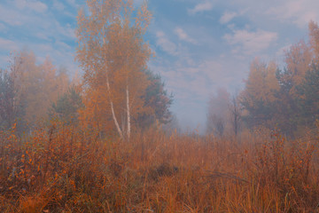 Fototapeta premium Beautiful foggy morning in autumn forest meadow among high grass and yellow birch trees.