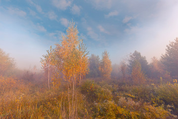 Fototapeta premium Beautiful foggy morning in autumn forest meadow among high grass and yellow birch trees.