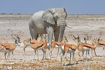 Elefantenbulle am Wasserloch Nebrowni im Etosha Nationalpark in Namibia