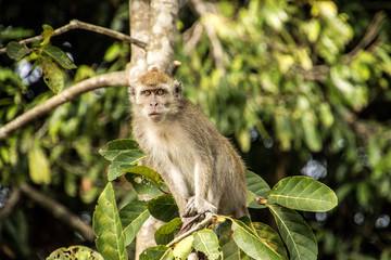 Scimmie nella giungla