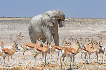Naklejka premium Elefantenbulle am Wasserloch Nebrowni im Etosha Nationalpark in Namibia