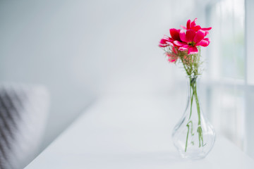 pink color flower in clear galss vase white background