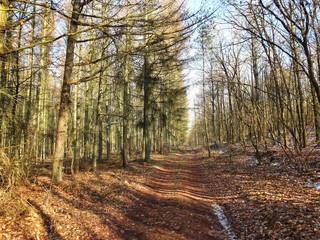 Naklejka premium Wald im Winter - Schnee - Mecklenburg Vorpommern