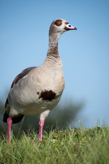 duck