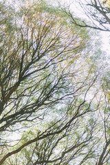 Flowers in the Park on Elagin Island. Summer in St. Petersburg. Tulips and Apple trees