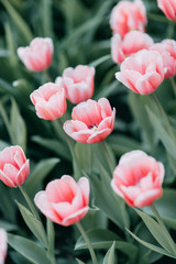 Flowers in the Park on Elagin Island. Summer in St. Petersburg. Tulips and Apple trees