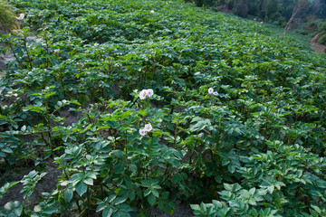 Fototapeta na wymiar Potato Farm Field
