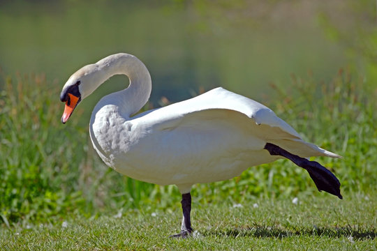 Mute Swan Yoga