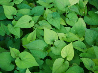 Obraz na płótnie Canvas green plant in garden,organic plant
