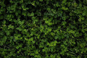 Green clover, top view. Leaves, background.