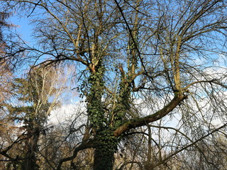 Winter in Mecklenburg - Vorpommern | Wald | Deutschland