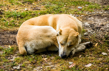 central asian shepherd dog