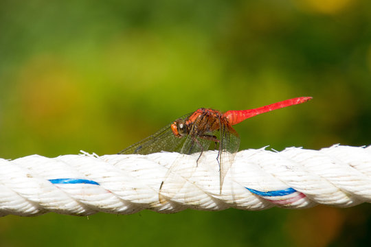Libellula