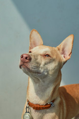 dog facing the window