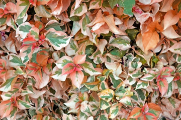 Background of orange and yellow fallen leaves. The coming of autumn