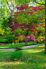 green grass lane and blooming trees in japanese spring garden