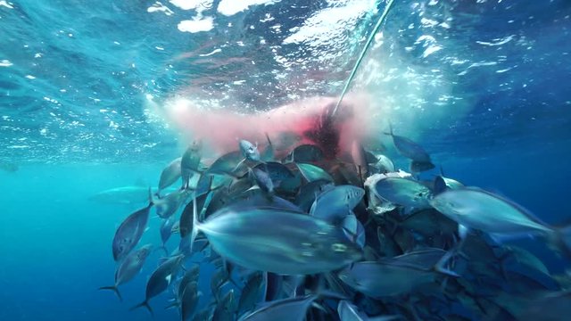 Large school of jack fish attacking the bait, Neptune Islands, South Australia.