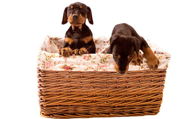 Two Dobermann Pups in basket with one trying to escape