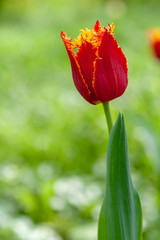 Alone bright red tulip lit by the spring Sun - 228871700