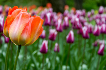Brilliant raindrops on an orange tulip against the background of a meadow of crimson tulips - 228871736