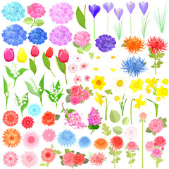 lovely flower collection for your design