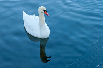 Graceful white swan is floating in the pond - 228871770