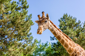 Graceful giraffe stands among the trees at midday - 228871777