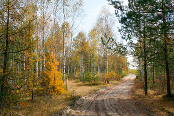 Road in autumn forest, young birches and sand road