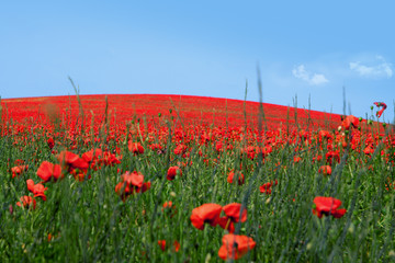 Poppy Hill, field of red poppies under a blue sky