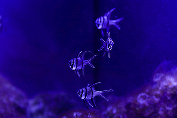 Beautiful colored fish in the water. Underwater world