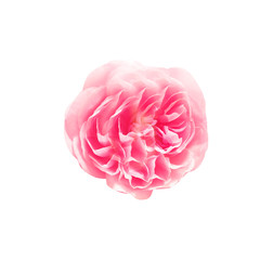 Flower isolated photo white background path