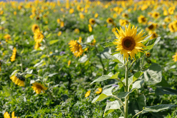 Sunflower backed by a field of blurred sunflowers