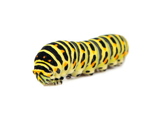 Swallowtail caterpillar isolated