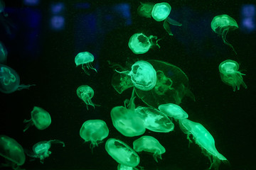 Many jellyfish in the water. Underwater world
