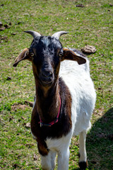 Naklejka na ściany i meble Goat In Field – 3