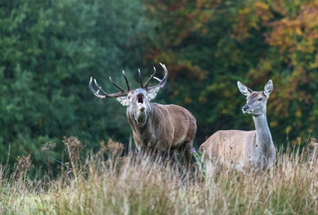 Roaring red stag deer during autumn rutting season