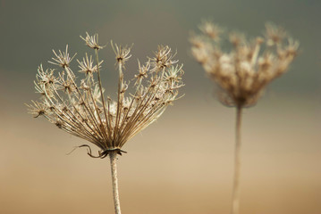 Dry wildflowers at fall