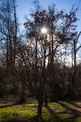 Sun Through the Trees