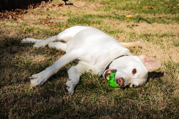 Dog With Green Ball