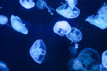 Many jellyfish in the water. Underwater world