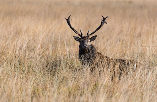 Dominant red stag deer standing in a tall grassland meadow during autumn