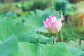 lotus flower blooming in the swamp