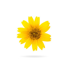 Colorful yellow flower isolated on  white background. Beautiful blooming blossom or orange floral for your design. ( Clipping paths or cut out object for montage )