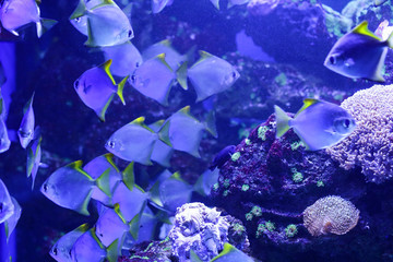 Naklejka na ściany i meble Beautiful colored fish in the water. Underwater world