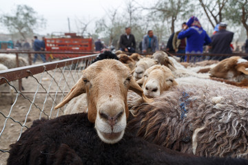 Obraz premium Lamb at an animal market in Xinjiang (China)