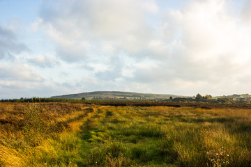 dry swamps at sunset with dry grass, future  peat